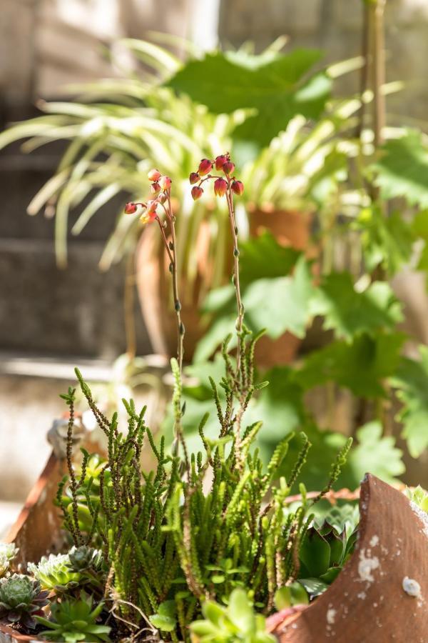 Luxury Apartment Silvana With Beautiful Garden Split Extérieur photo